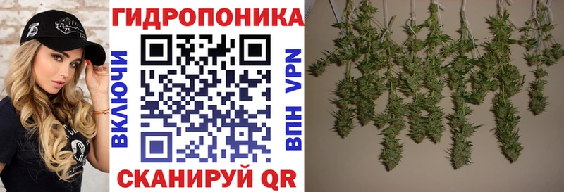 Каннабис ГИДРОПОН  даркнет телеграм  Можга 